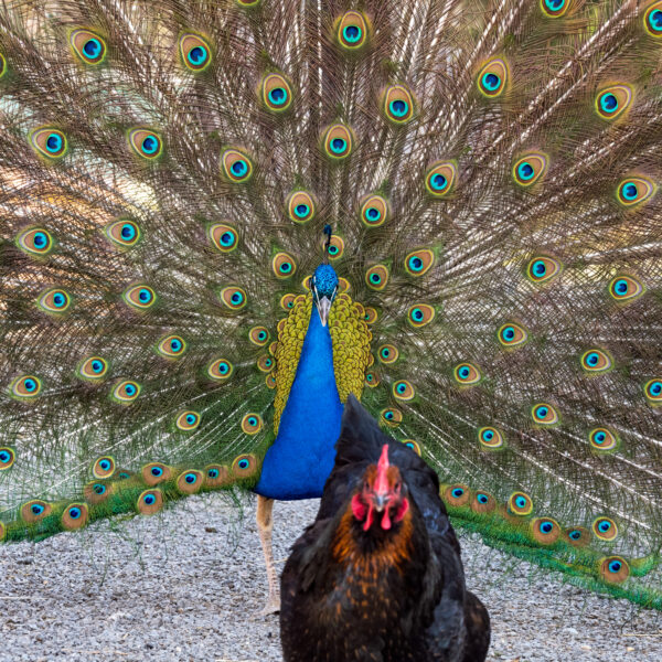 pfau