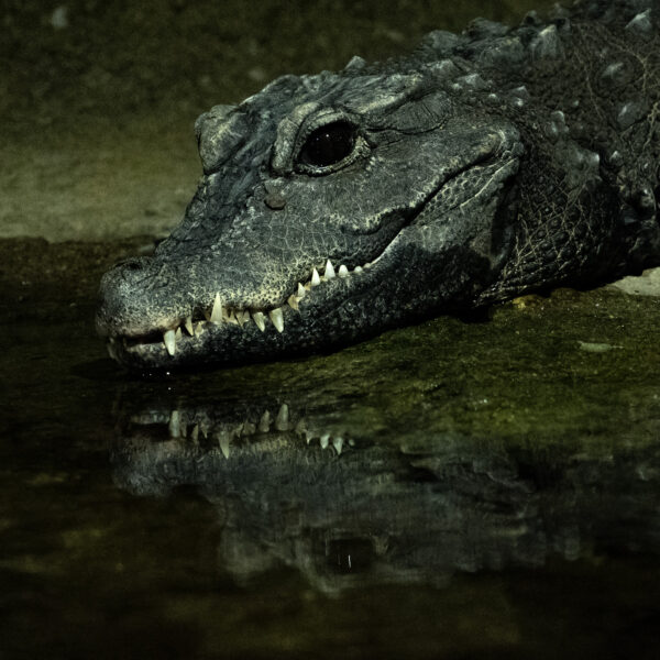 croco