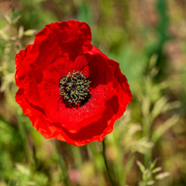 mohn